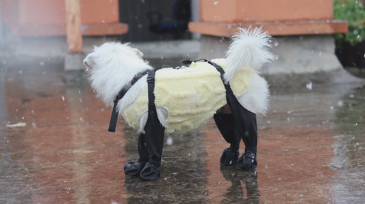 Black Paw™ Galosh Dog Booties for Pet Safety and Comfort